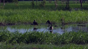 What underpins the productivity of Kakadu’s wetlands?