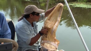 Flooding, algae and Kakadu food webs