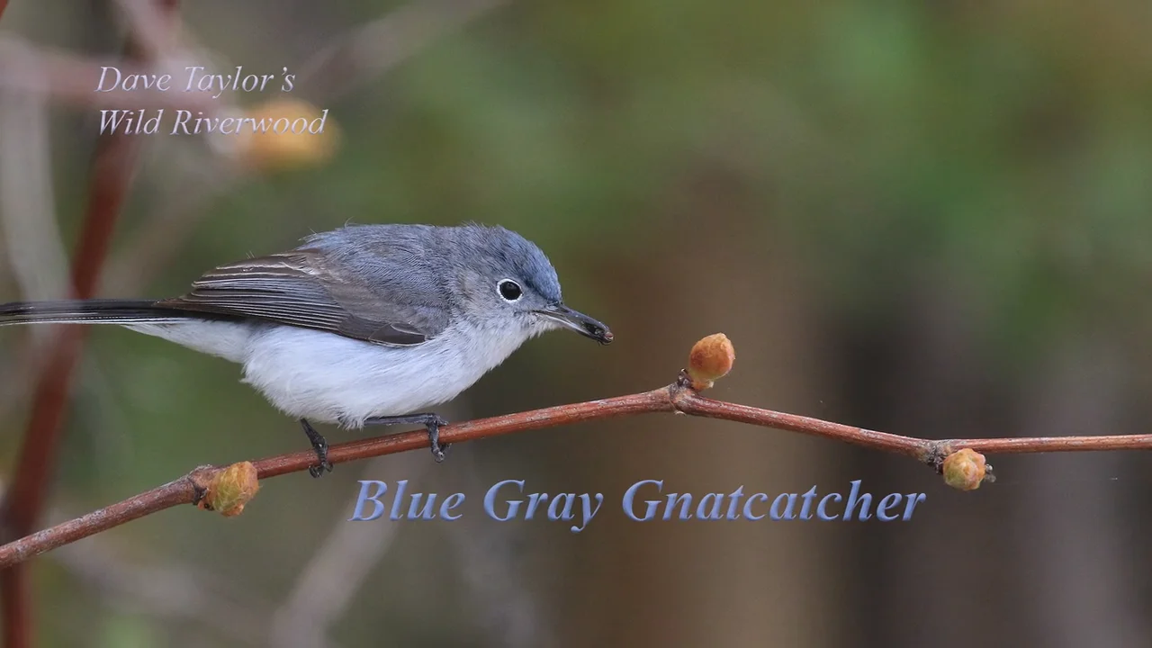 GNATCATCHERS, COWBIRDS, AND DEMISE OF OUR LIVESTREAMED BLACK VULTURE NEST