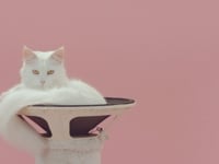 De Jeugd Van Tegenwoordig – Manon