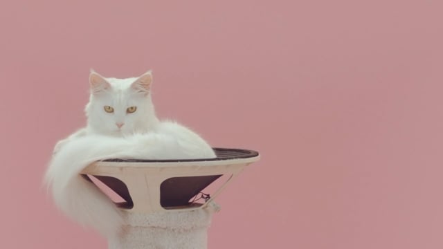 Enlarge Harley- not for adoption, an adopted mixed breed in Oceanside, NY video 2/2