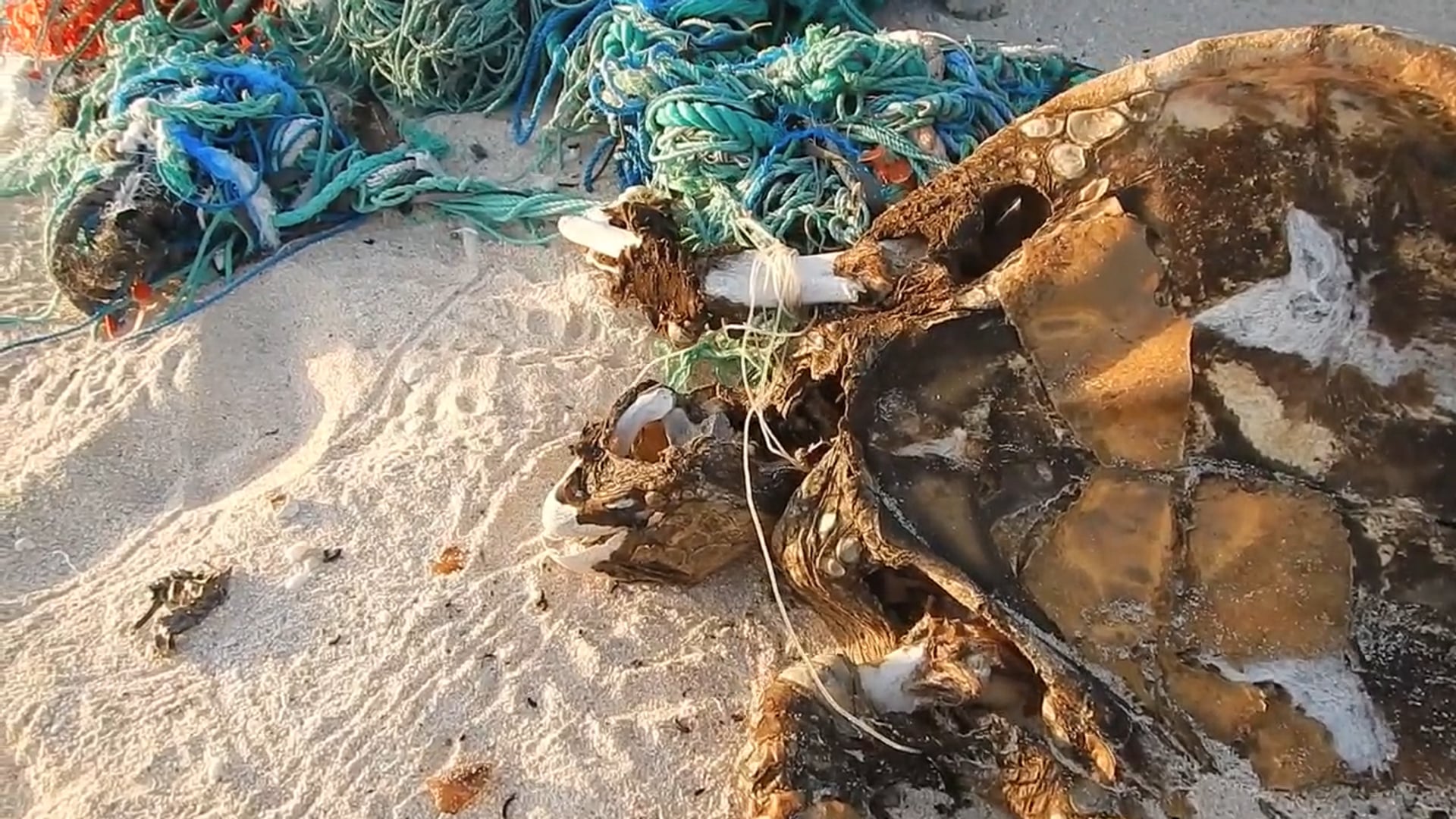 Henderson Island: Trashing Paradise