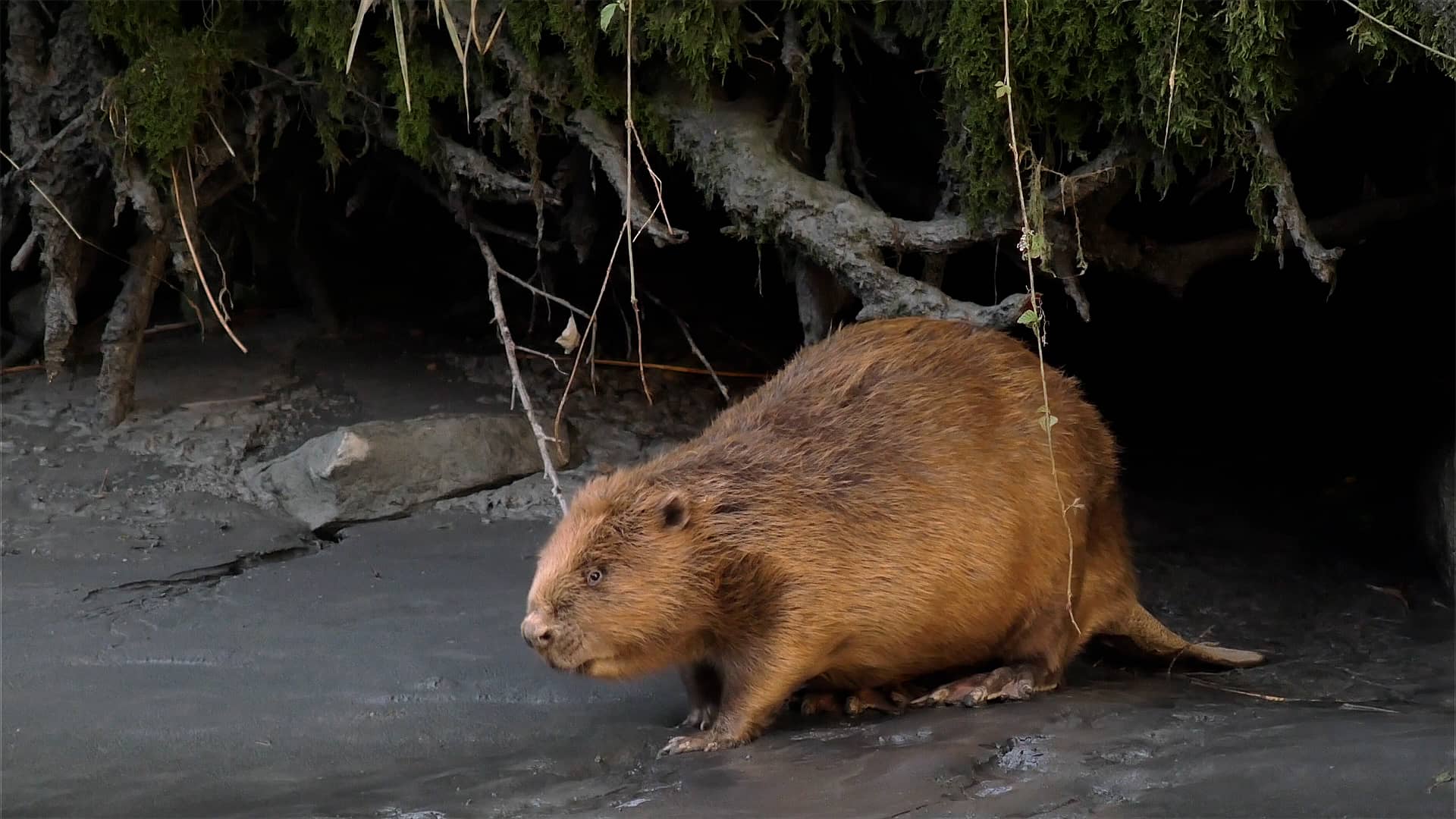 CASTOR EUROPÉEN, GH4 4K (UHD), Castor fiber, Eurasian beaver ...