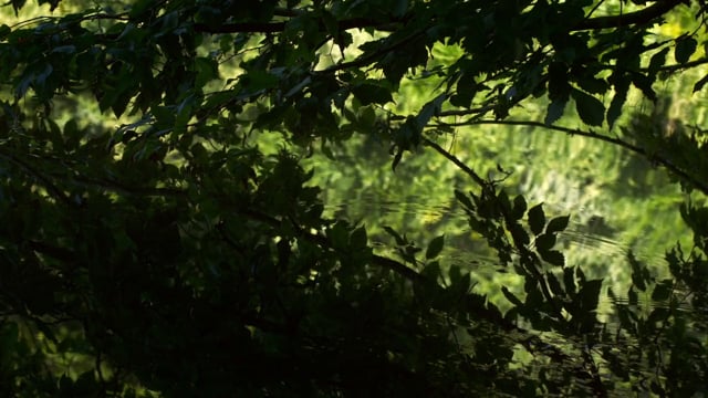 Dominique Pifarély Solo - Time before and time after - a short film by Jeanne Cousseau