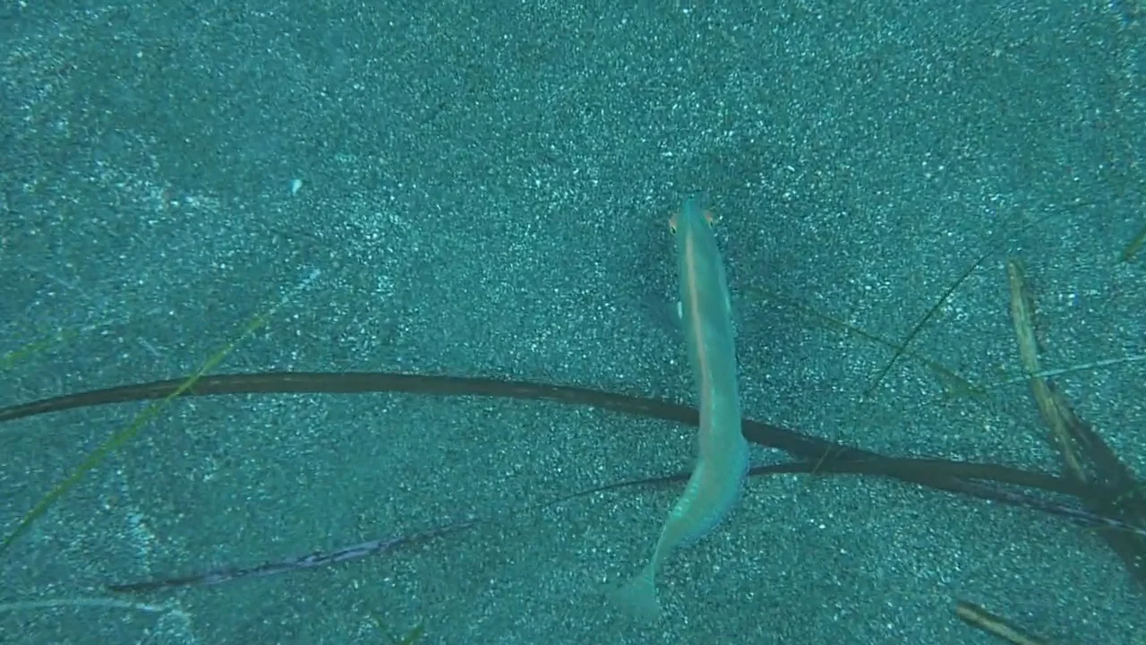 pearly razor fish (pontikopsaro) at ladies mile cyprus on Vimeo