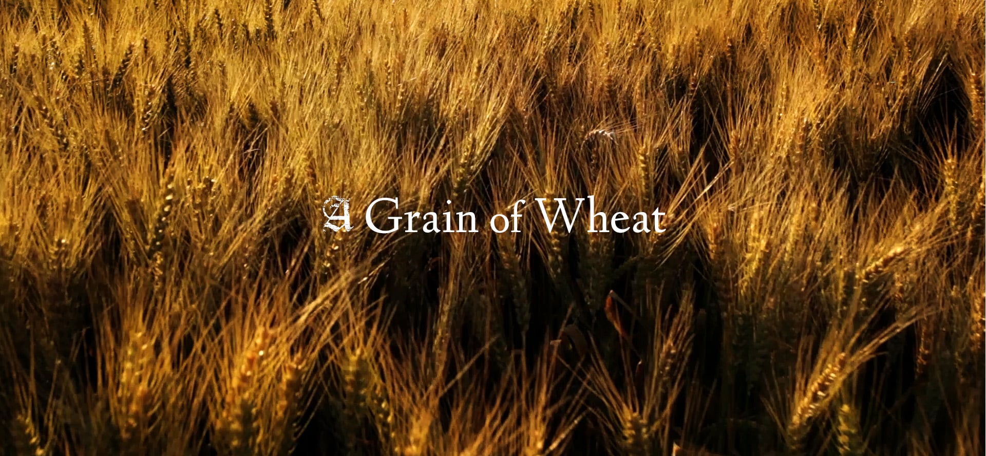 A Grain of Wheat