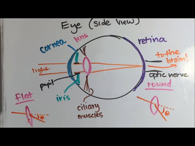 How the Eye Works