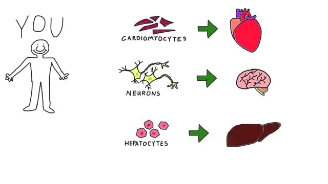 Stem Cells