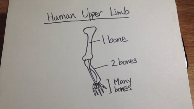 Vertebrate Homology