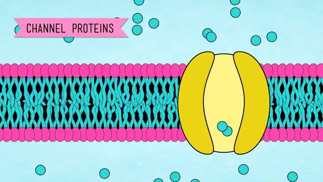 in-da-club-membranes-transport-crash-course-biology-5-2-on-vimeo