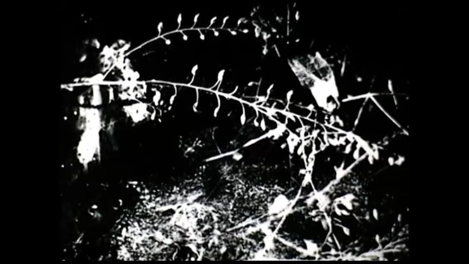 SEE/SAW