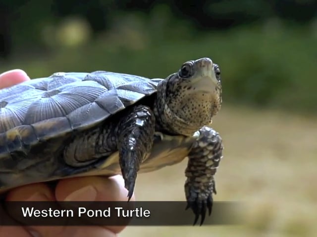 Protecting the Western Pond Turtle