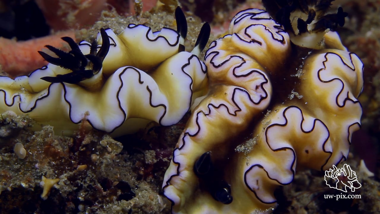 Critters of the Lembeh Strait | Episode 16 - 2015 | Sex, Muck & Rock 'n' Roll - Part 1