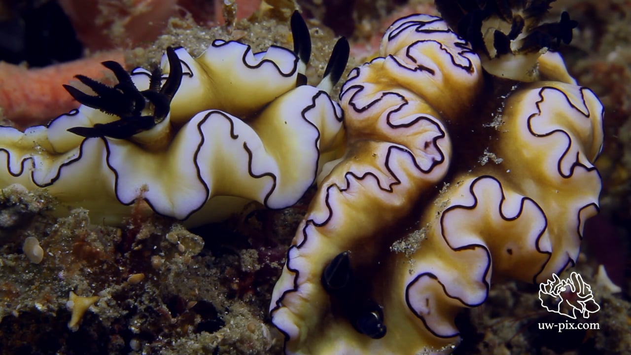 Critters of the Lembeh Strait | Episode 16 - 2015 | Sex, Muck & Rock 'n' Roll - Part 1