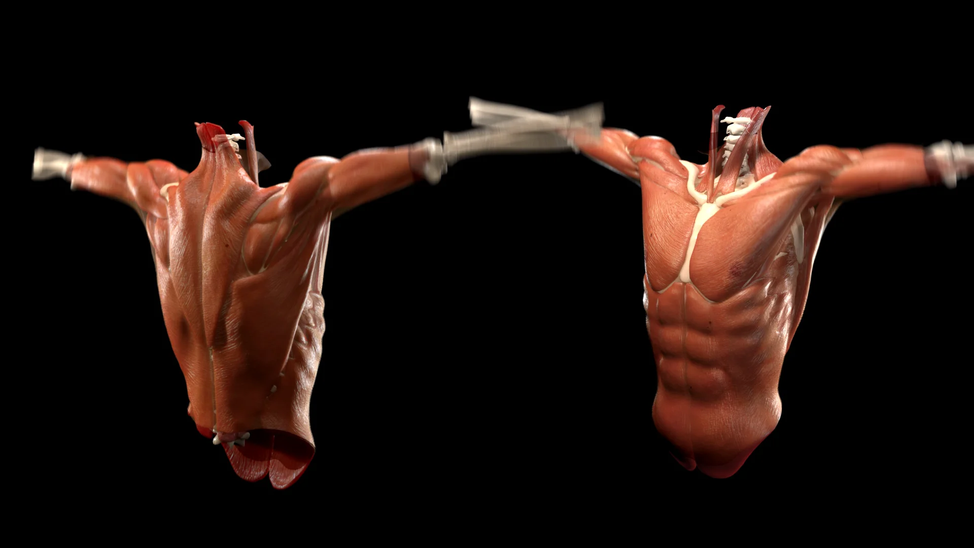 Muscle skins. Скин Мускул. Датчик мышцы на симуляторе. Muscle belly 3d animation.