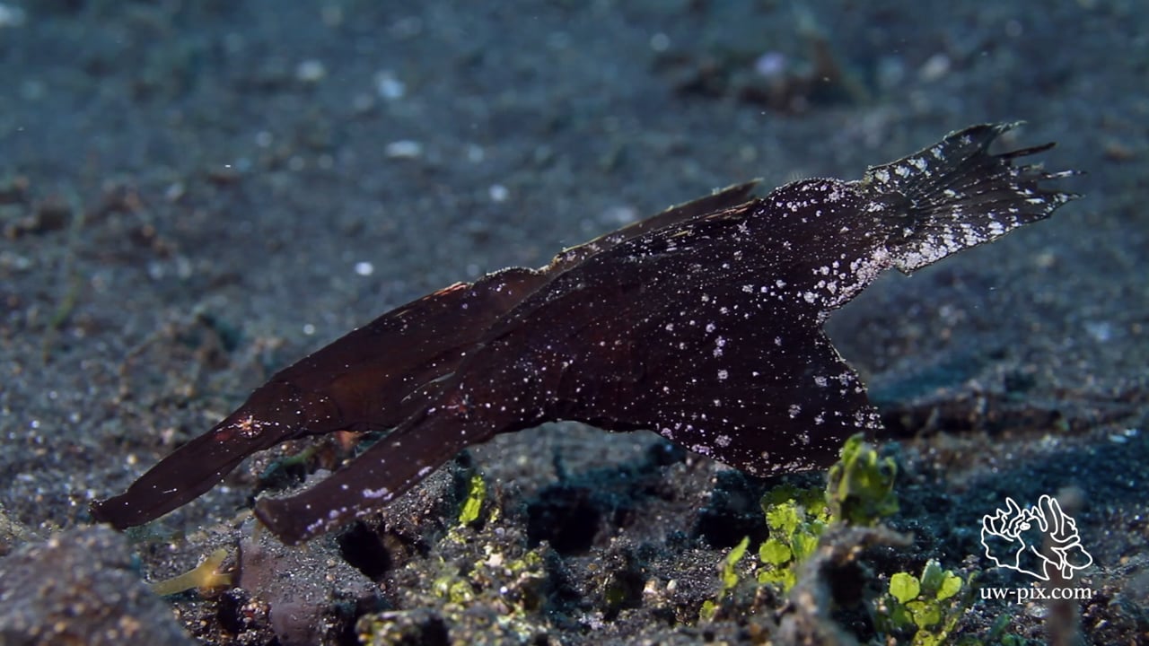 Critters of the Lembeh Strait | Episode 17 - 2015 | Sex, Muck & Rock 'n' Roll - Part 2