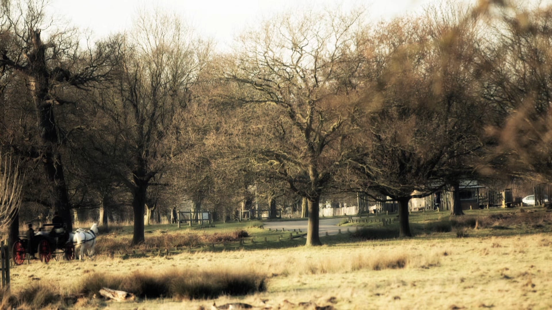 Winter Carriage Rides Richmond Park