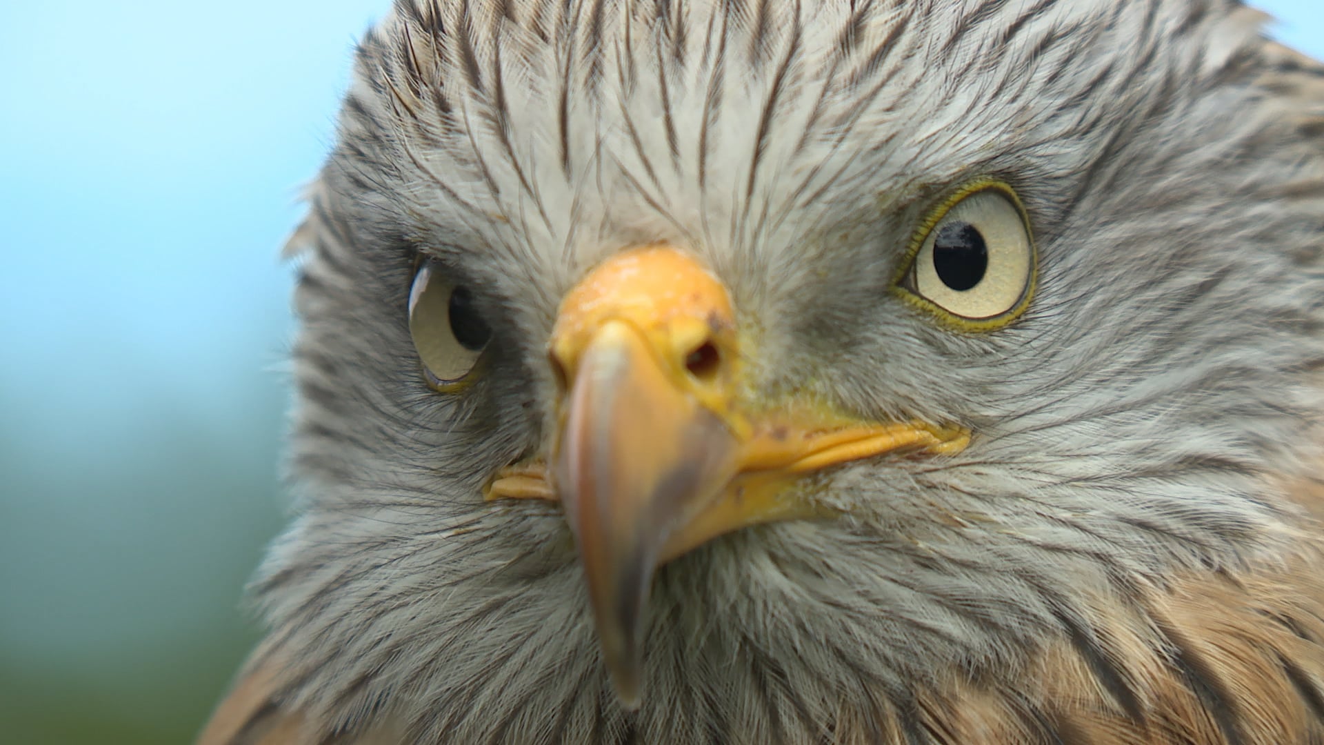 Red Sky on the Black Isle