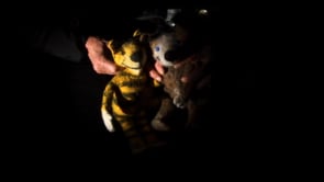 Tiger und Bär