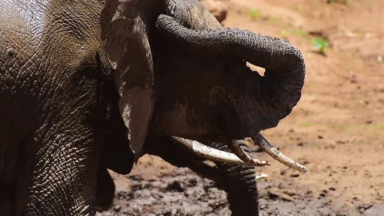 FUJIFILM Kenya Expedition Elephant Luca Bracali Tommaso Pini On Vimeo