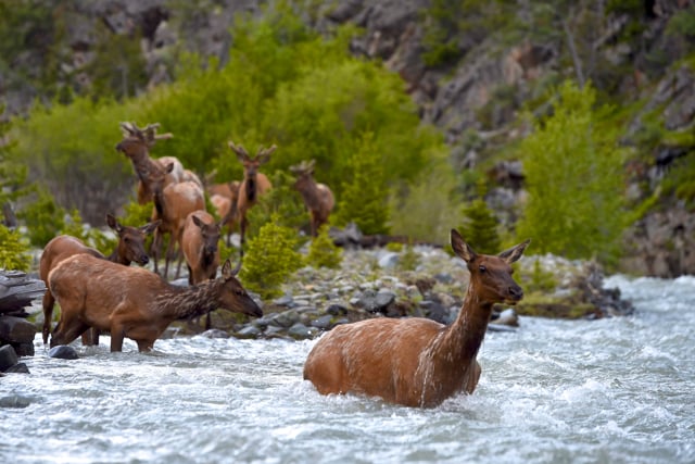 Elk River Trailer
