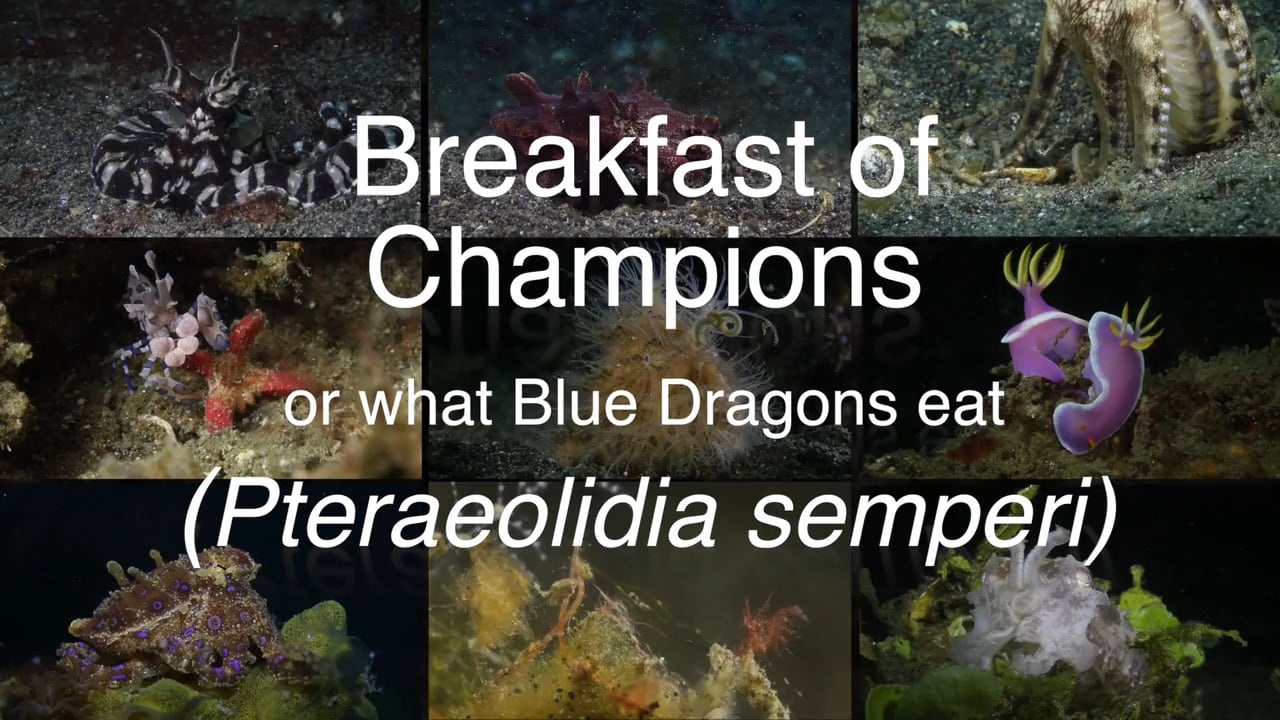 Critters of the Lembeh Strait | Episode 18 - 2015 | Breakfast of Champions
