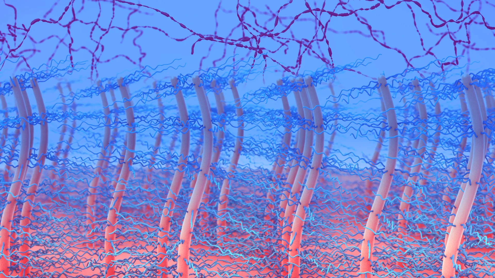 Mucociliary Clearance on Vimeo