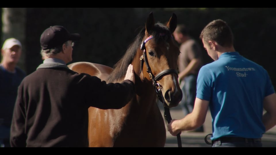 2015 Goffs Orby Sale Highlights
