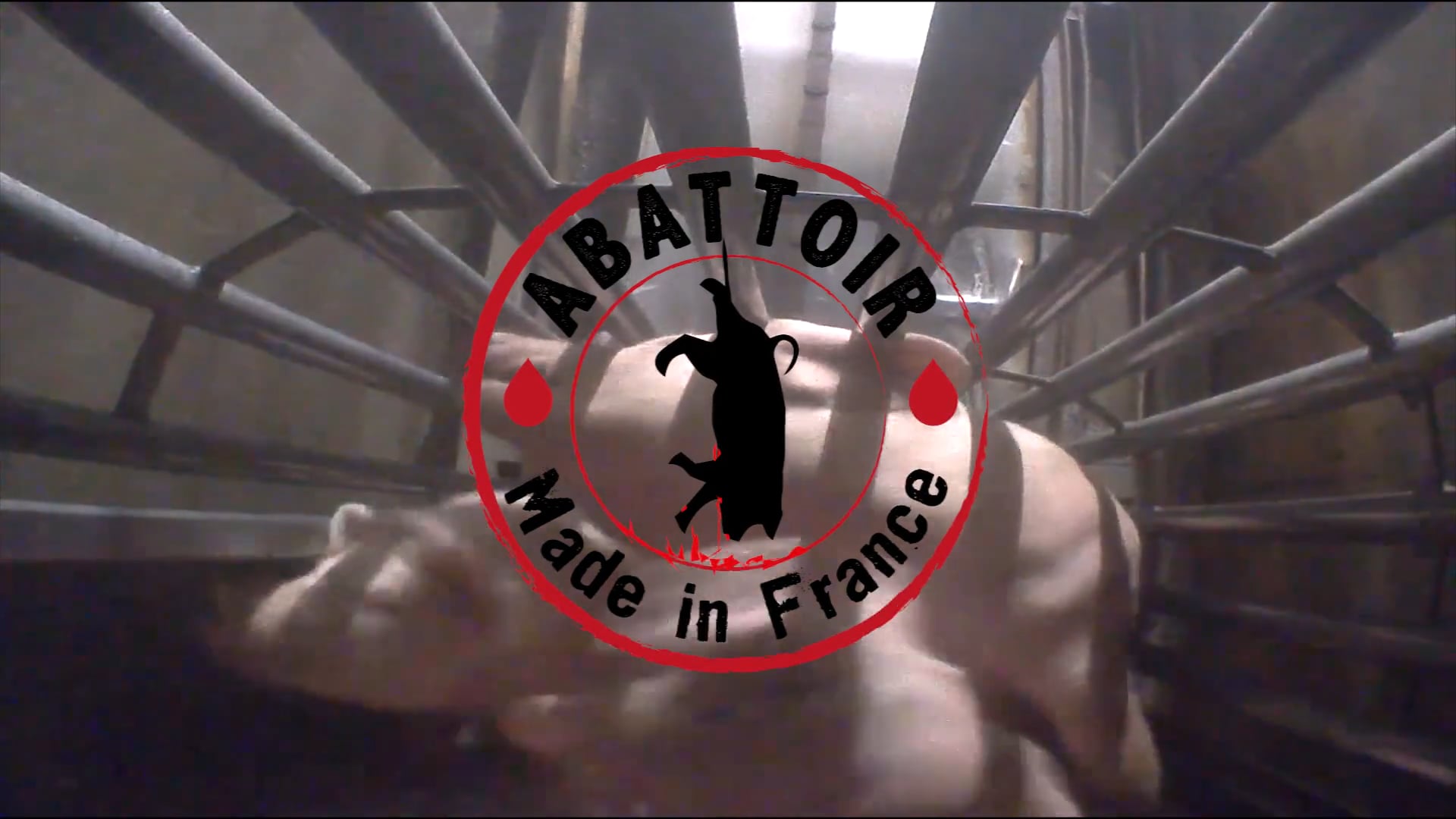 Abattoir made in France - cochons (Alès)