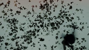 Video installation on the ceiling of the Magic Box