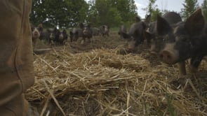THE LAST PIG – Indiegogo campaign