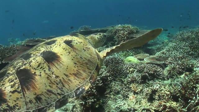 Ocean life Coral Reef