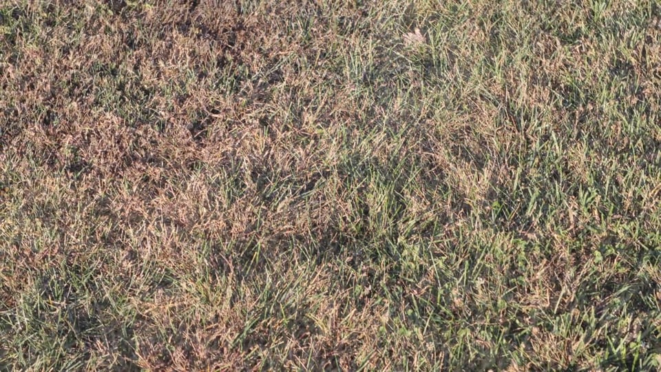 Tips from Toby – Early Fall Dormancy