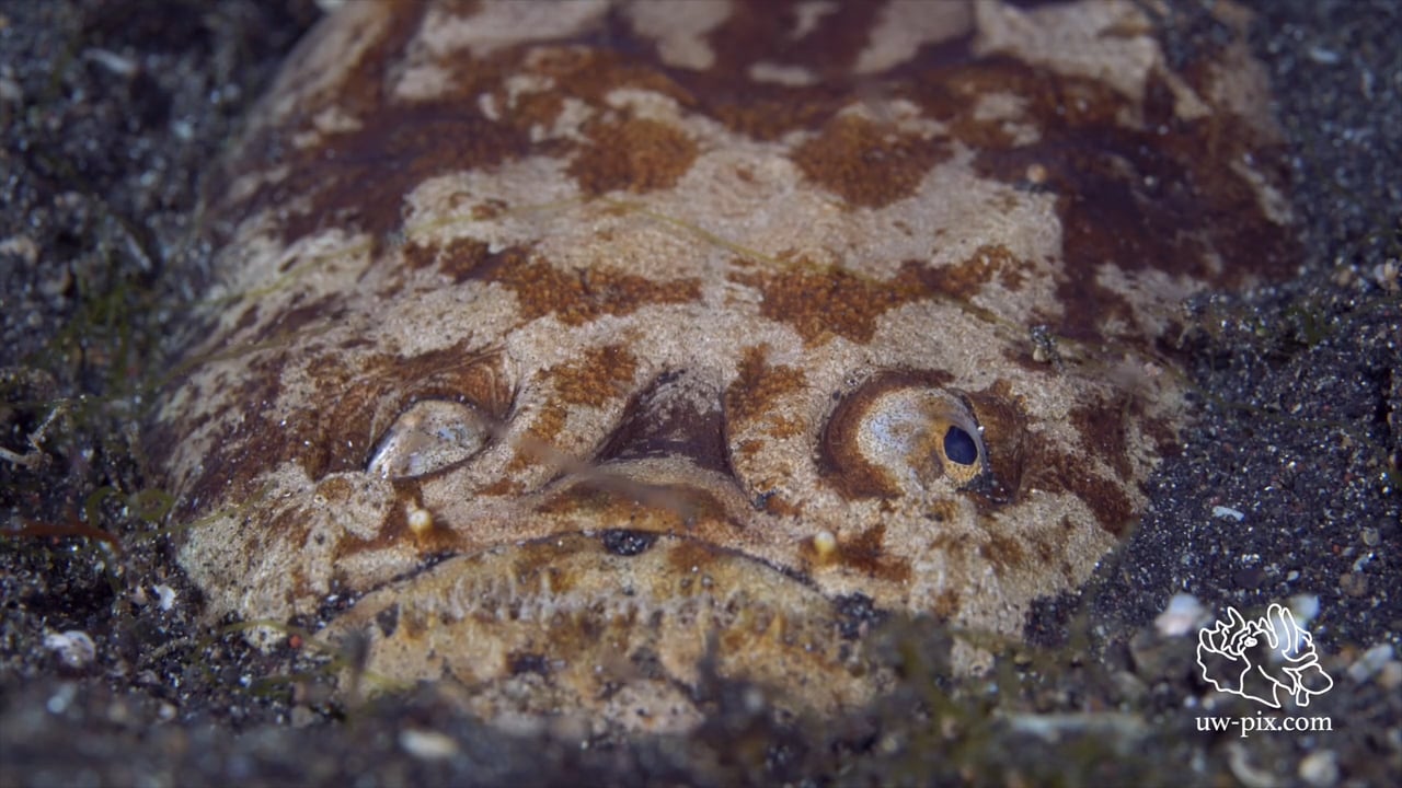 Critters of the Lembeh Strait | Episode 19 - 2015 | The Good, The Bad and The Ugly - Part 1