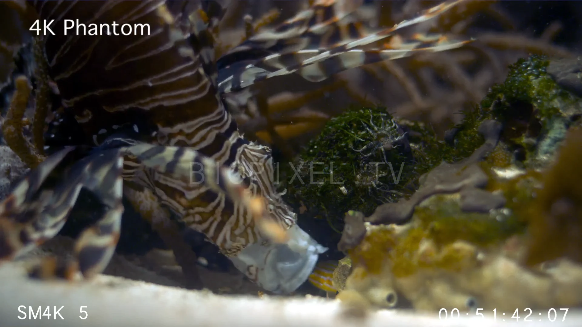 Fish Feeding - Lionfish feeding slow motion 1000 frames per second 4K 1 ...