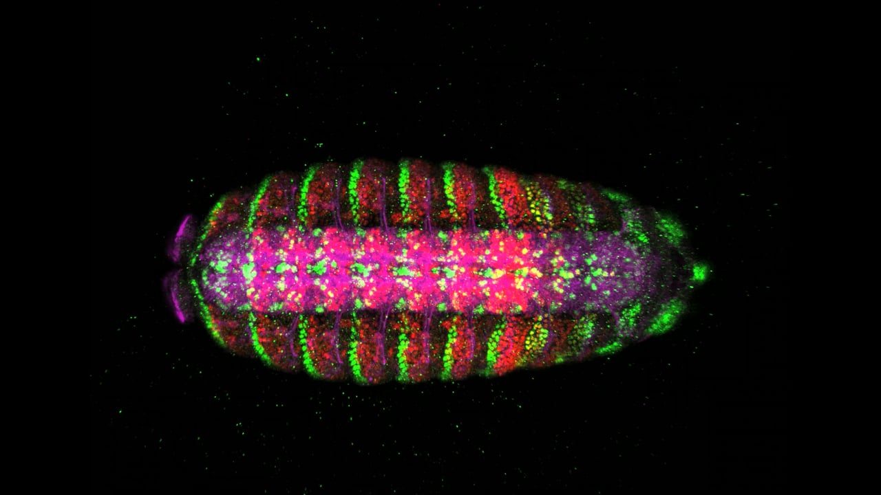 Drosophila Engrailed Ubx anti-HRP