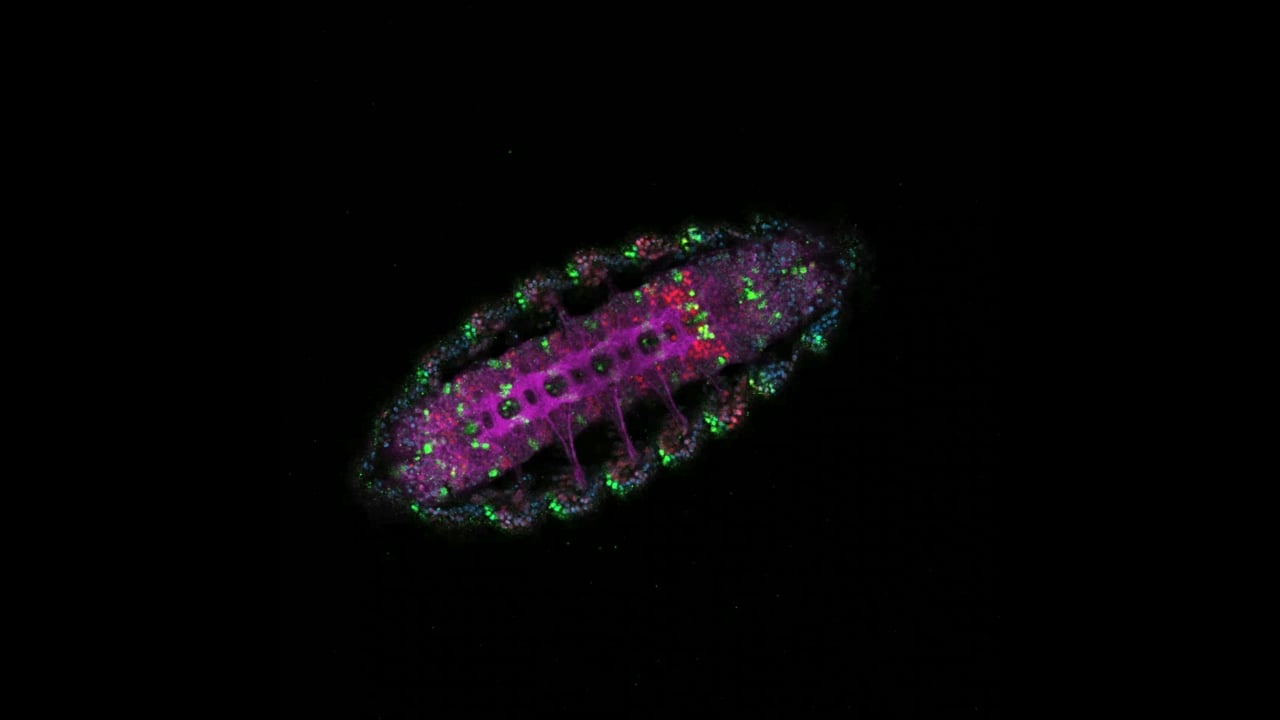 Drosophila Engrailed Ubx anti-HRP