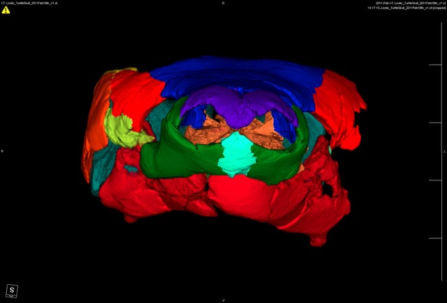 This Prehistoric Turtle Had A Nose Only A Mother Could Love