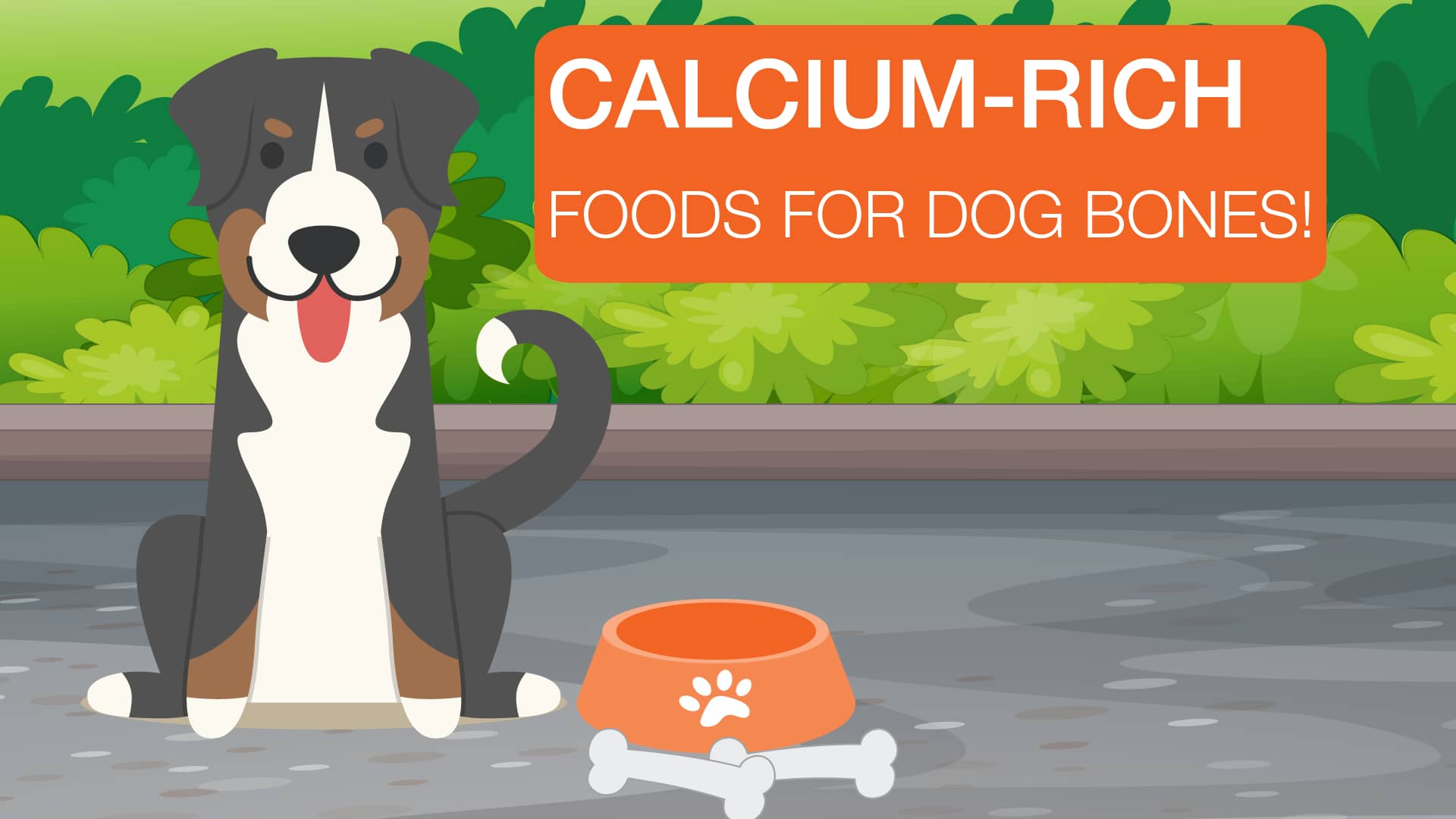 Calcium Sources for Dogs on Vimeo