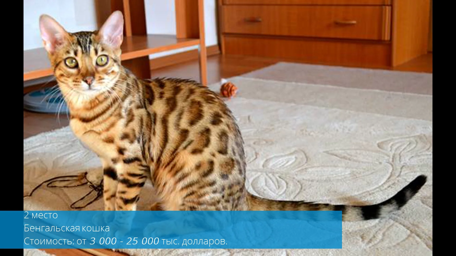 Гипоаллергенные кошки бенгальская кошка. Аллергенные бенгальские котята. Глиттер у бенгальской кошки. Порода кошек оцикет. Бенгальская кошка аллергенная или нет.