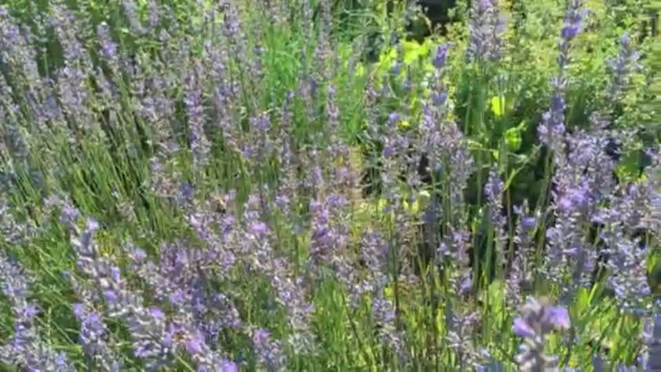 Bumblebees foraging in the lavender bed of our herb garden.