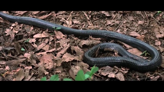 Related Embedded Video Item Thumbnail