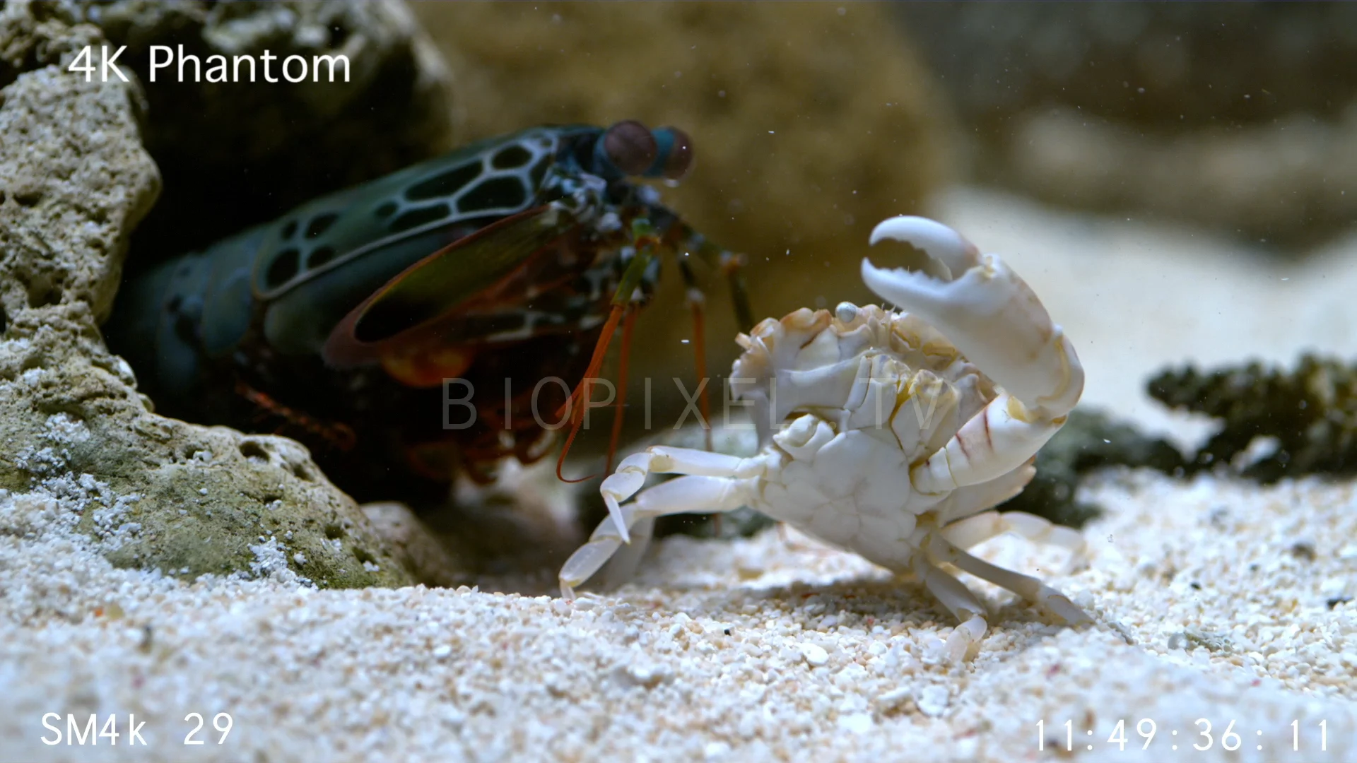 mantis-shrimp-peacock-mantis-shrimp-clubbing-crab-slow-motion-phantom