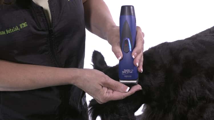 Maintain Your Animal Clippers - Andis How-to Grooming Tips on Vimeo