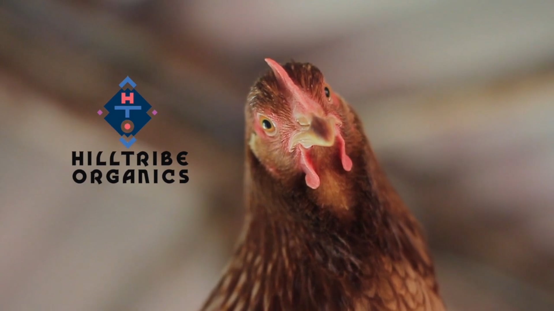 Hilltribe Organics : Corporate Film