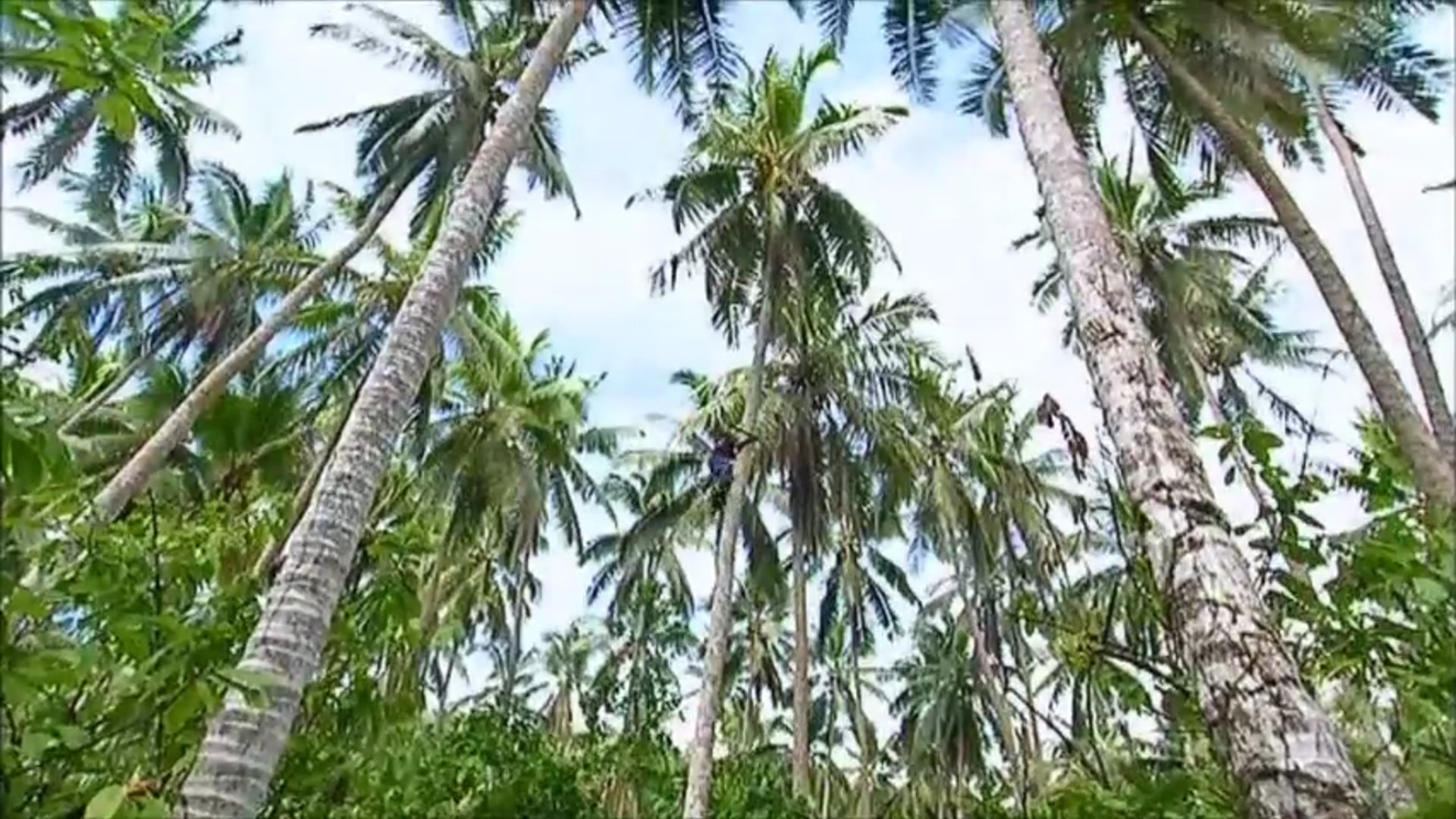 Kokonut Pacific/Niulife featured on ABC's 'Landline' program - July 19 2015