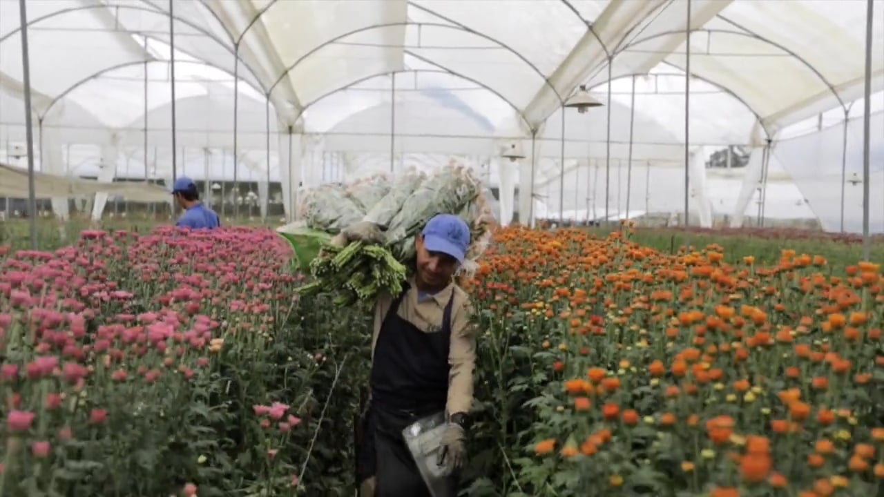 Flores Silvestres - Video de Marca