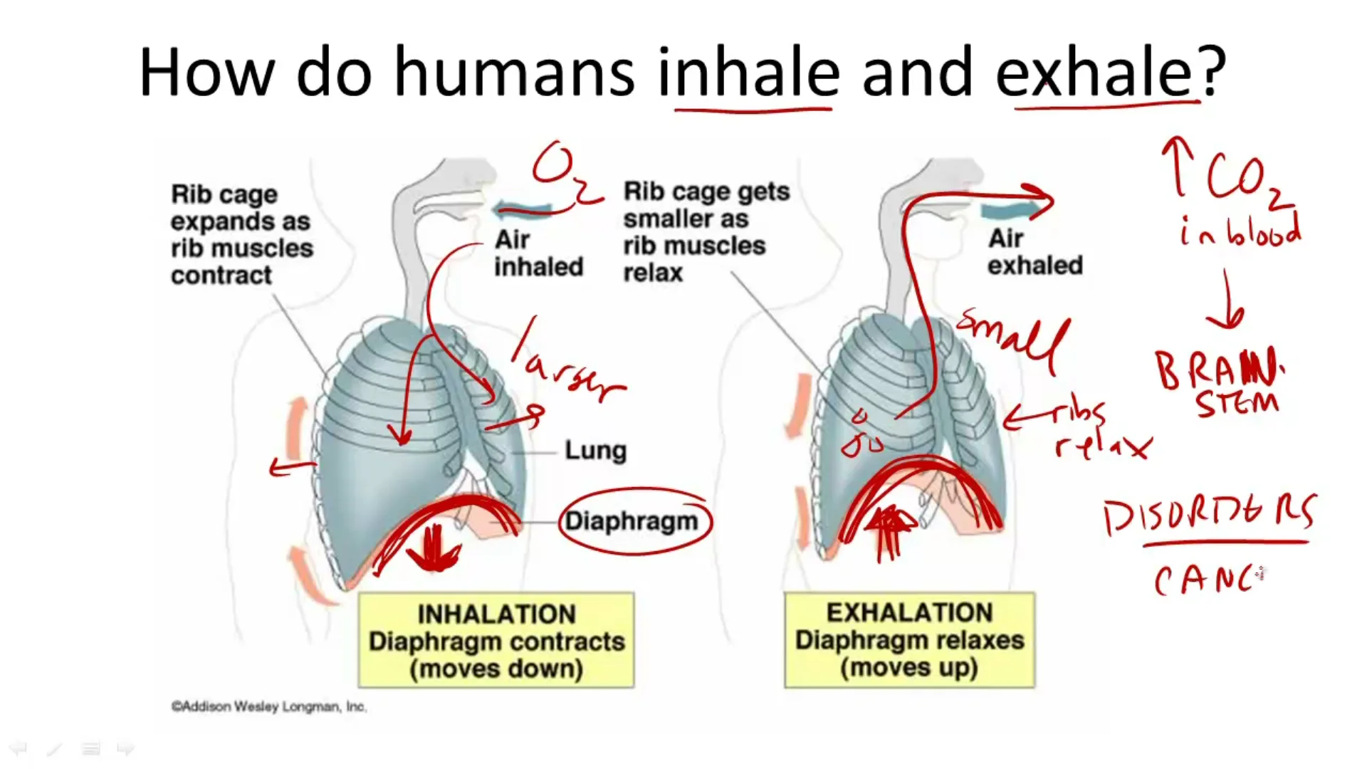 7sci14 how do humans inhale and exhale on Vimeo