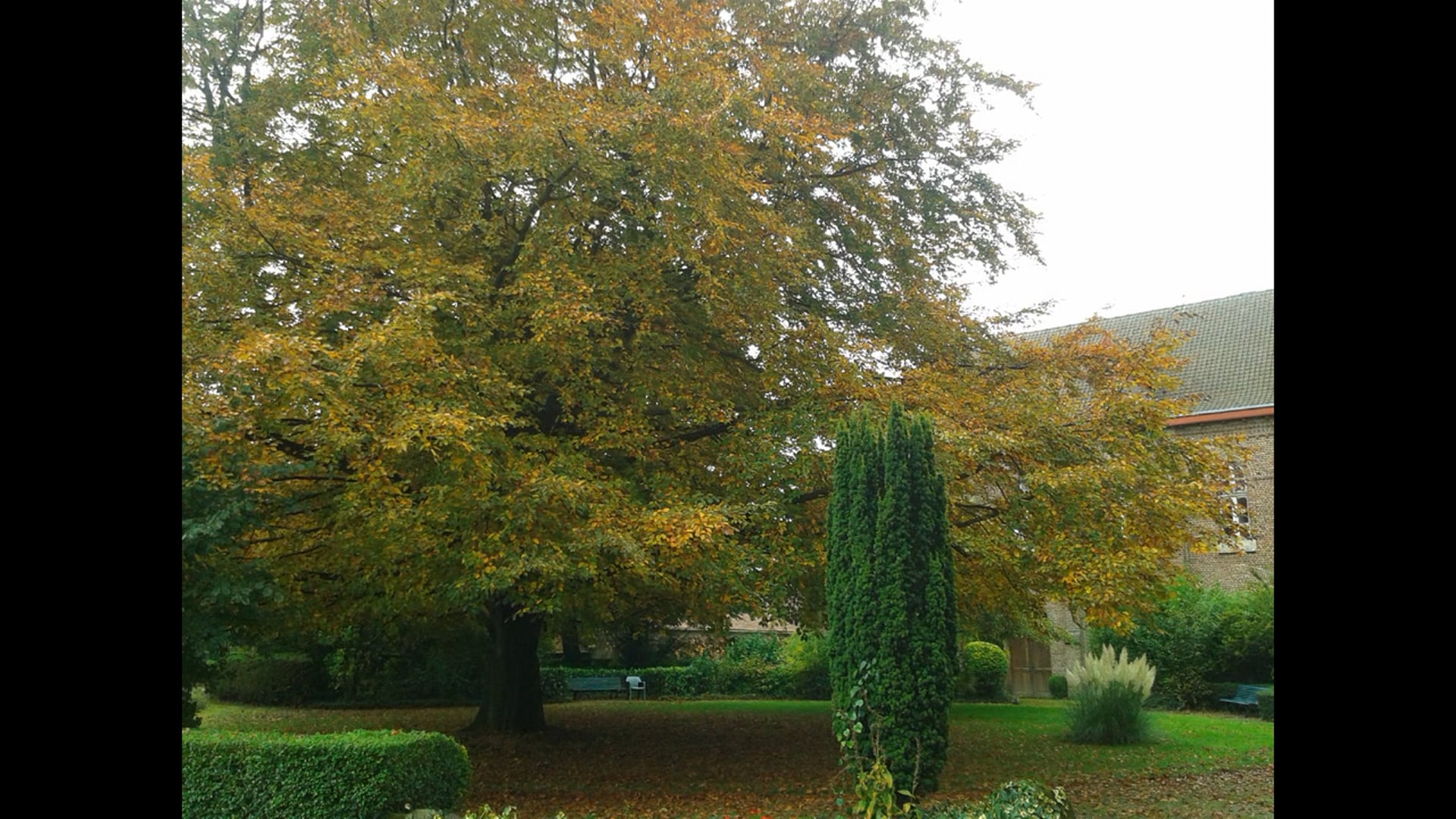 Abbaye du Mont des Cats, le hêtre pourpre en automne
