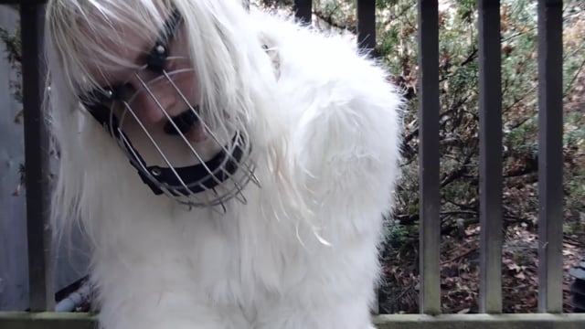 Captured Yeti